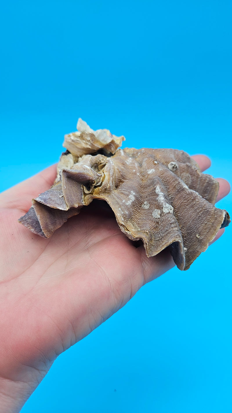 Close-up of double lavender and tan oyster shell with curved folds