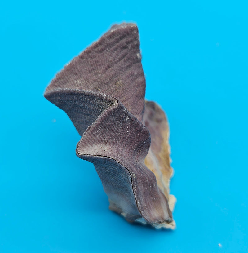 Textured lavender and beige oyster shell ideal for coastal display styling