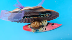 Dual-use Port Aransas scallop shell ornament and magnet featuring turtle and surfboard