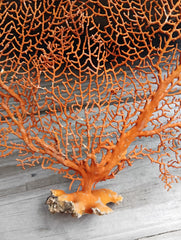 Red sea fan coral display piece - elegant vintage marine accent