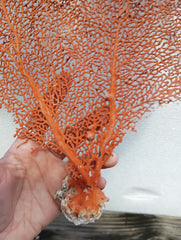 Detailed red sea fan coral specimen - coastal wall or tabletop decor