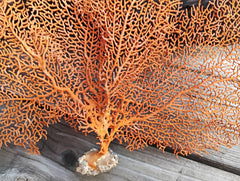 Elegant vintage red sea fan coral - perfect for tabletop or wall display