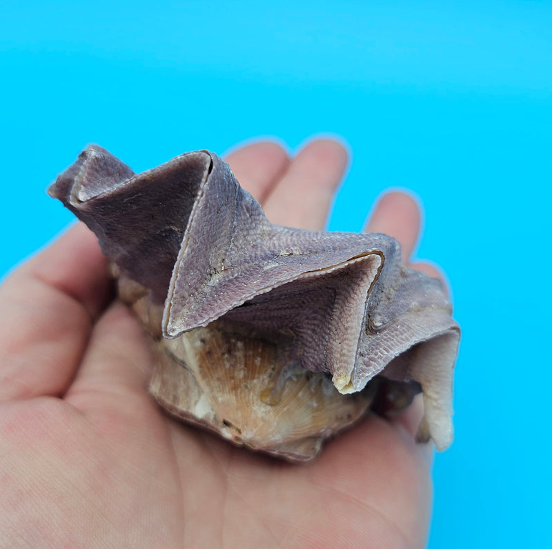 Small Cockscomb Oyster Natural Beach Decor Shell