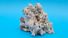 Marine Barnacle Bloom and Scallop Shell