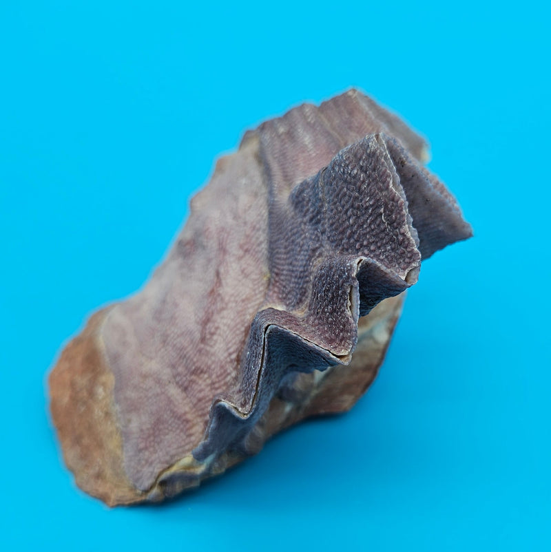 Natural Cockscomb Oyster Coastal Living Shell Display