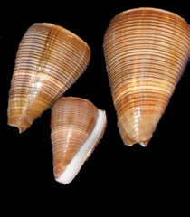 Brown Fig Cone Conus Figulinus Shell