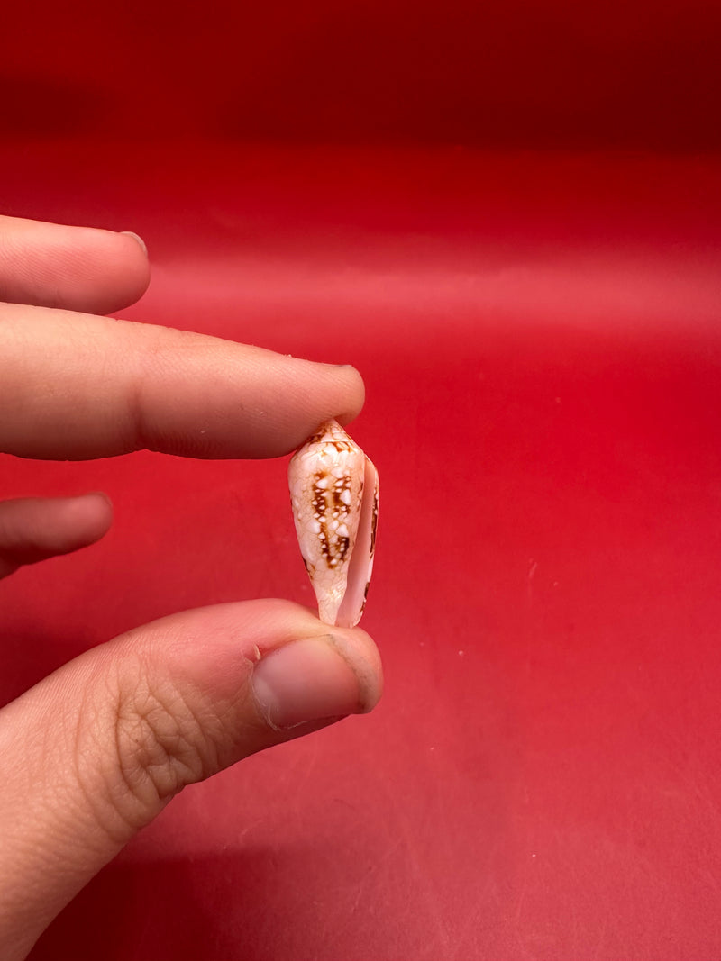 Conus legatus Ambassador Cone collectible shell – upright vertical view