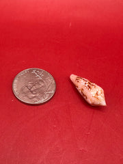 Conus legatus Ambassador Cone shell 22.4mm – size comparison next to coin
