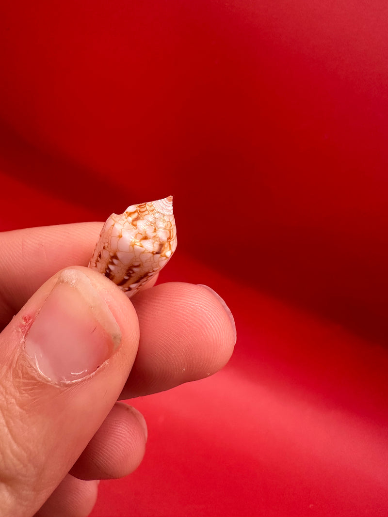 Conus legatus Ambassador Cone shell 22.4mm – upright hand-held side view