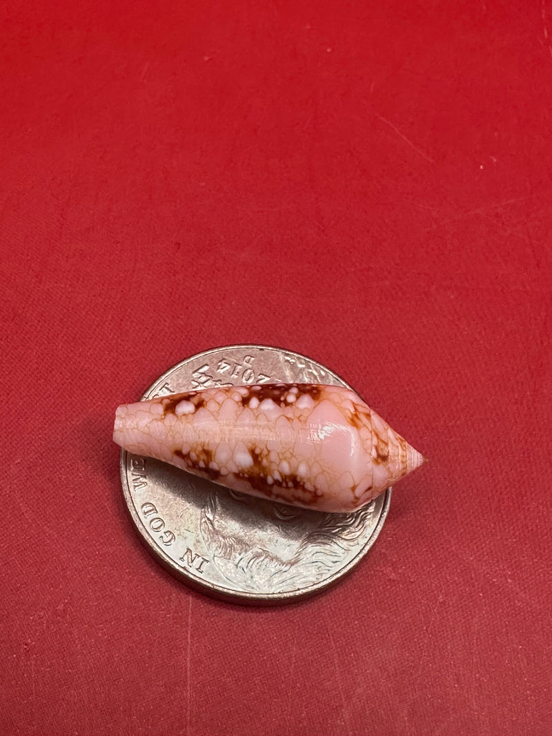 Conus legatus Ambassador Cone shell – top view on red background