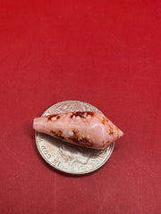 Conus legatus Ambassador Cone shell – top view on red background
