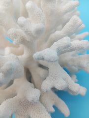 Alternative angle of vintage Elkhorn coral specimen perfect for coastal living decor and beach house styling