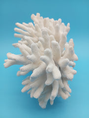 Vintage Elkhorn coral displayed to show size and proportions, ideal for coffee table or shelf styling