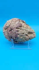 Crassadoma gigantea rock scallop shell with creamy interior and coral rim