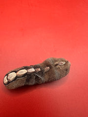 Angled view of Cryptoplax oculata chiton – preserved coastal specimen