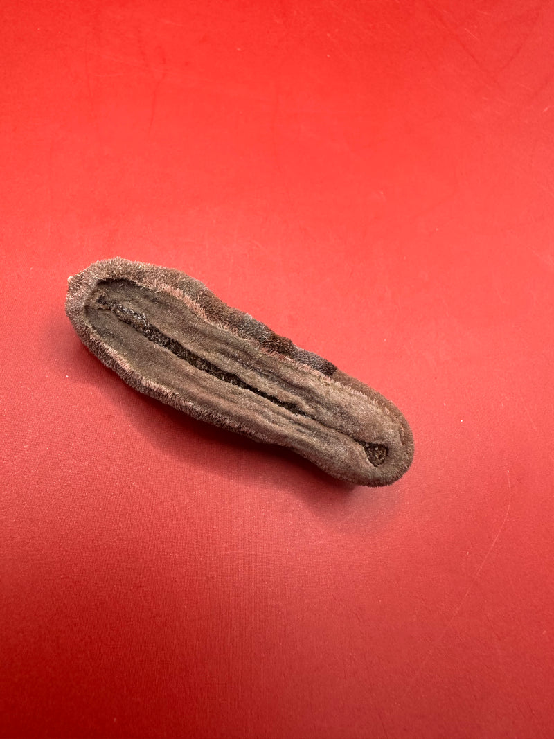 Side view of Cryptoplax oculata chiton – preserved shell specimen from Philippines