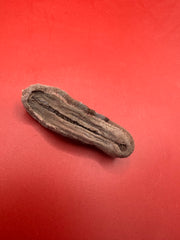 Side view of Cryptoplax oculata chiton – preserved shell specimen from Philippines