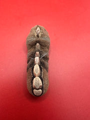 Top view of preserved Cryptoplax oculata chiton with separate plates