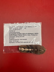 Documented Cryptoplax oculata chiton specimen – collected in Cebu, Philippines