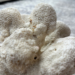 Vintage White Cauliflower Coral - 10