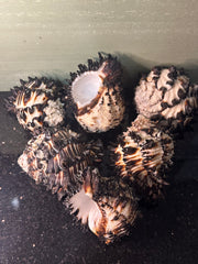 Radish Murex Shell - Hexaplex radix