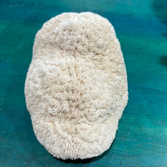 Vintage White Slipper Coral 9