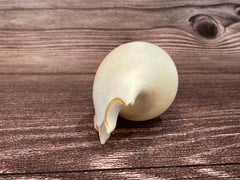 Back view of a white delicate tibia seashell. Showing the fin of the shell on a dark brown wood grain background.