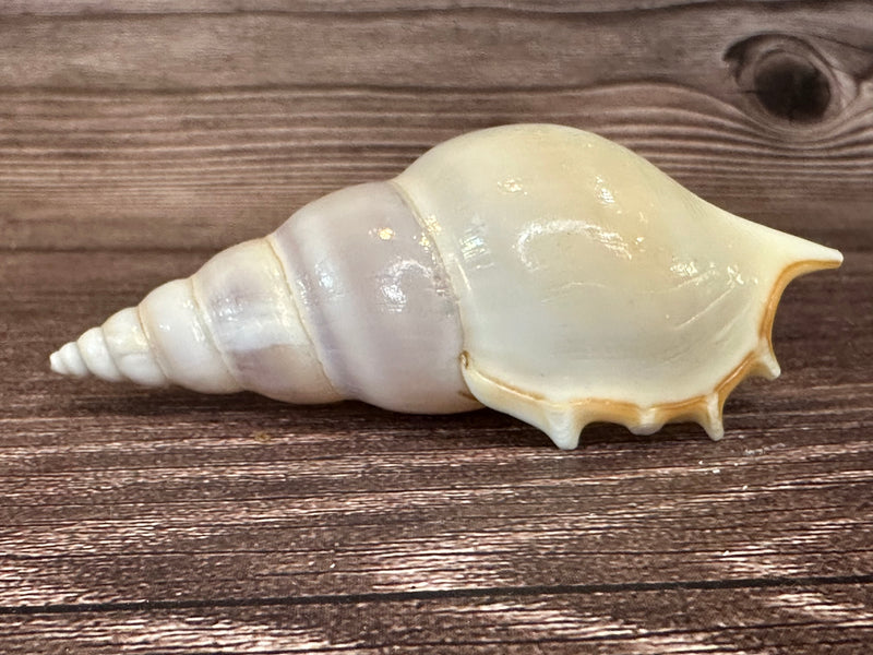 Side view of a white delicate tibia seashell. Showing the spiral formed tip and the teeth of the shell. Displayed on a dark brown wood grain. 