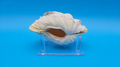 5.5 inch Derasa clam pair in cream and white tones – natural sea shell display
