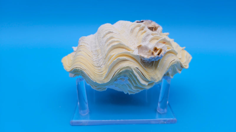 Natural Derasa clam shell pair for ocean display – 5.5 inch coastal shell