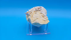 Close-up of Derasa clam shell ridges – authentic Tridacna derasa display shell