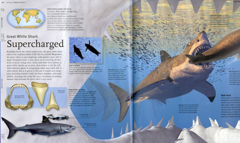 Open book showing a detailed illustration of a great white shark with text and images on a world map.
