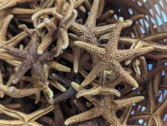 Collection of bay starfish