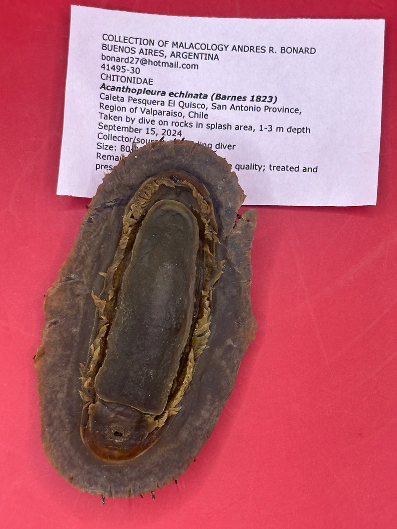 Preserved chiton specimen underside with documentation – Acanthopleura echinata from Chile