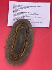 Preserved chiton specimen underside with documentation – Acanthopleura echinata from Chile