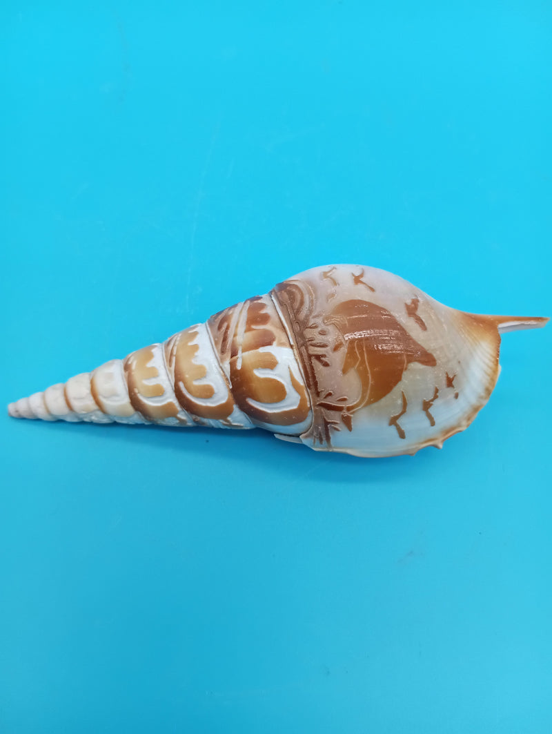 4.4" carved Tibia shell with dolphin coastal scene