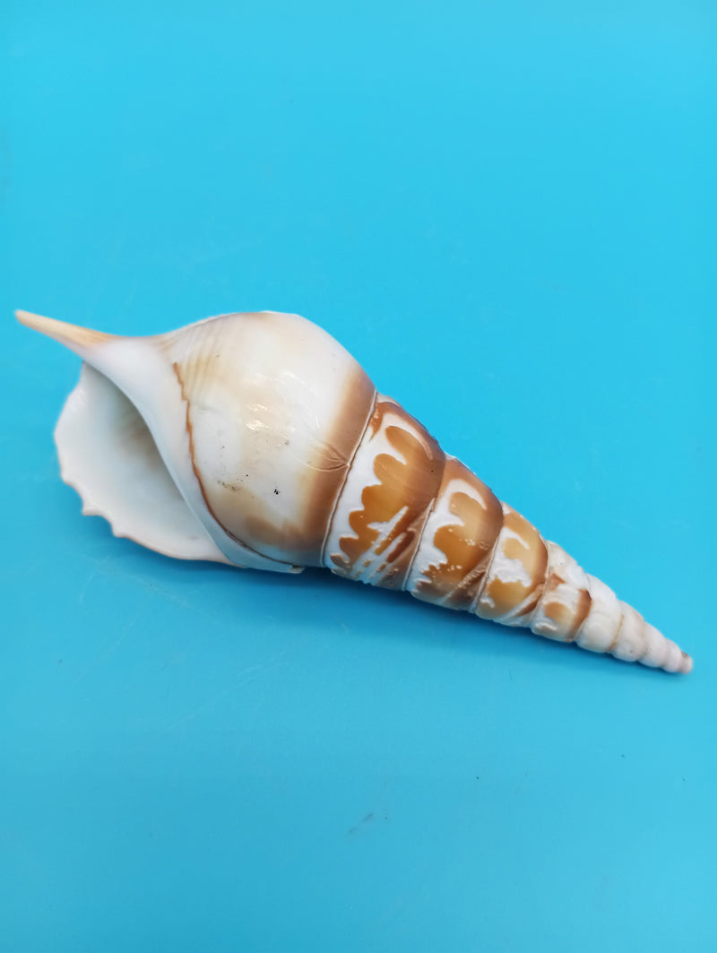 4.4" carved Tibia shell with dolphin coastal scene