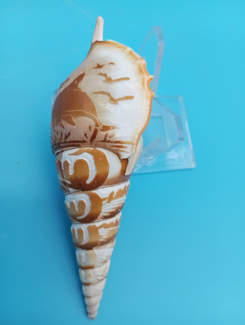 4.4" carved Tibia shell with dolphin coastal scene