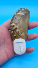 Brown Donkey Ear shell night light – coastal home décor collectible