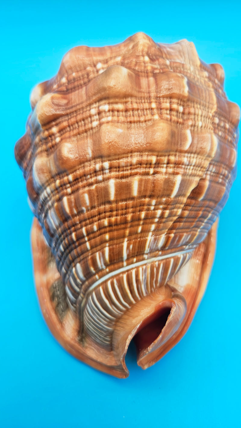 Select Bullmouth Helmet Shell (Cypraecassis rufa) - 7.25” x 5.25 ...