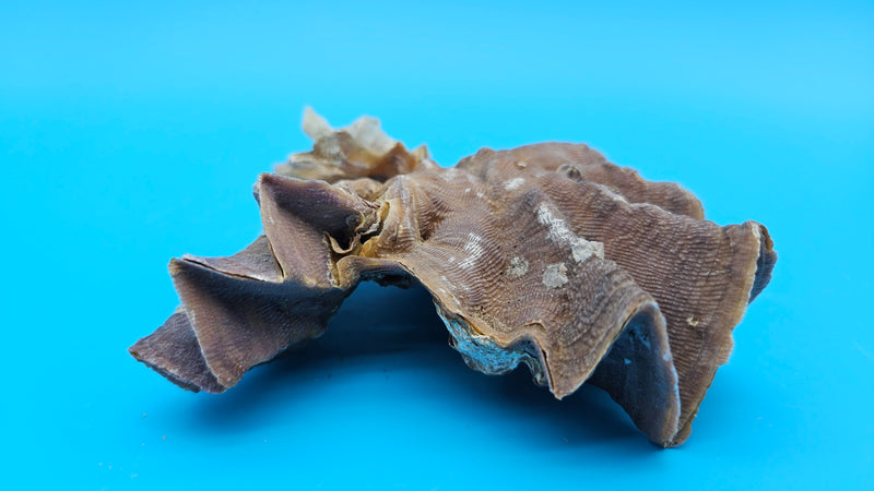 Double Zigzag Oyster shell showing twin lavender ridges and brown base