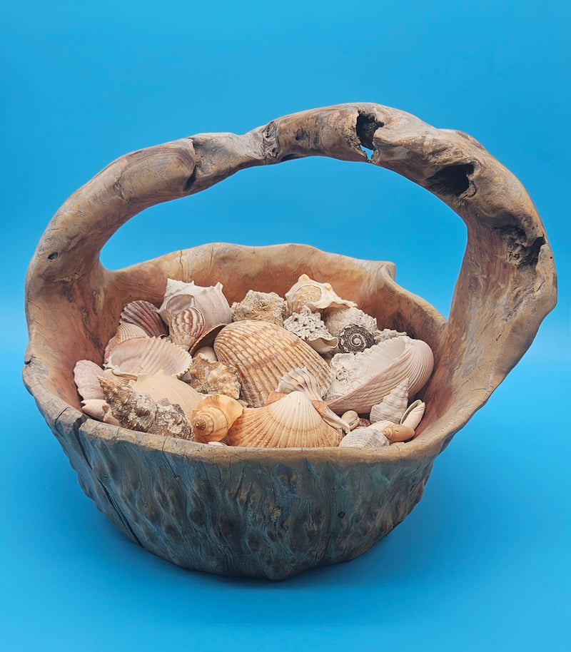 Driftwood basket filled with assorted seashells – rustic coastal home décor piece