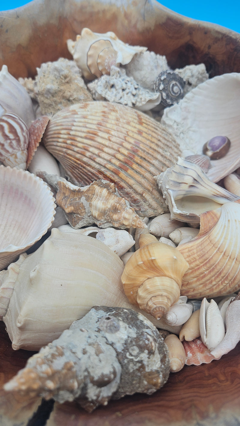 Driftwood basket arrangement with shells – statement decorative coastal accent