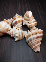 Drilled King Crown Conch shells arranged on a dark background, showcasing their warm cream and brown tones with triangular drilled holes. Perfect for crafting or decorating.