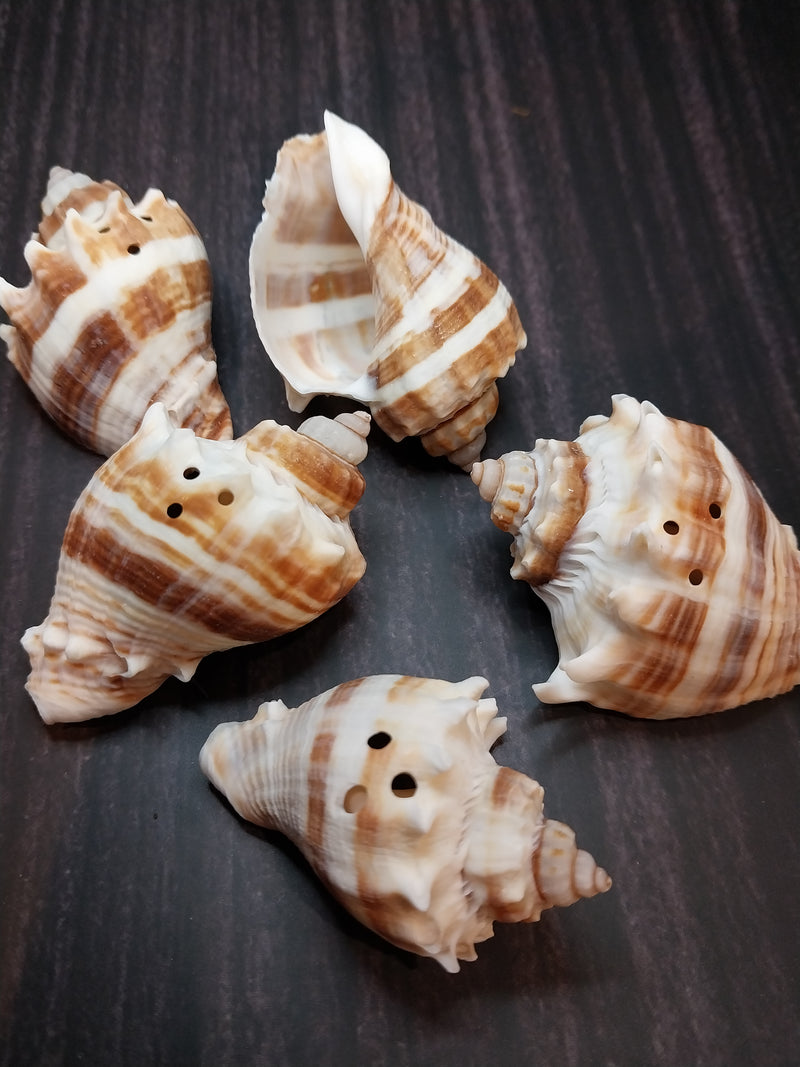 Drilled King Crown Conch shells arranged on a dark background, showcasing their warm cream and brown tones with triangular drilled holes. Perfect for crafting or decorating.