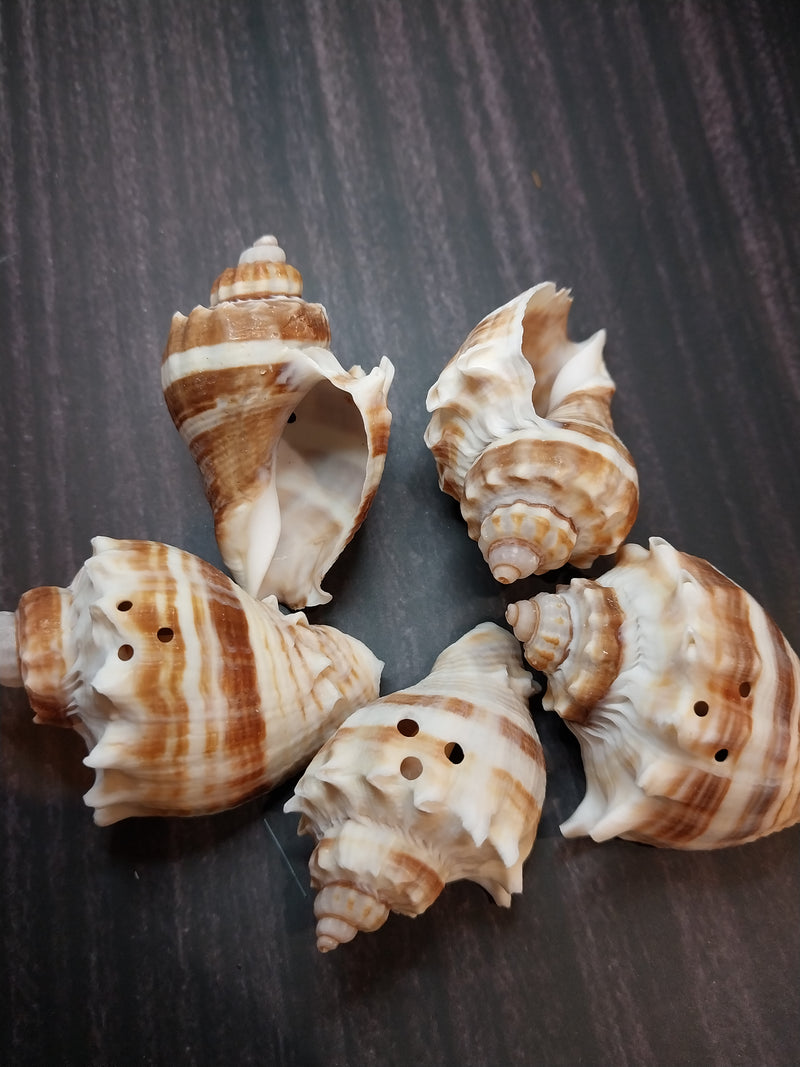 Drilled King Crown Conch shells arranged on a dark background, showcasing their warm cream and brown tones with triangular drilled holes. Perfect for crafting or decorating.