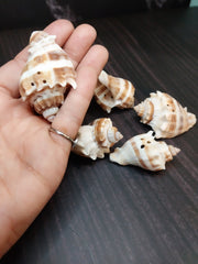 Drilled King Crown Conch shells arranged on a dark background, showcasing their warm cream and brown tones with triangular drilled holes. Perfect for crafting or decorating.