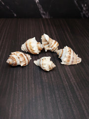 Drilled King Crown Conch shells arranged on a dark background, showcasing their warm cream and brown tones with triangular drilled holes. Perfect for crafting or decorating.