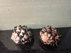 Radish Murex Shell - Hexaplex radix