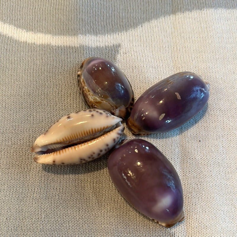 Arabian Cowrie Shell- Purple Top